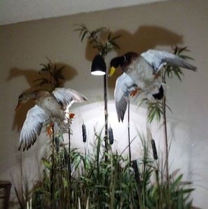 Meet your Posher, Shane